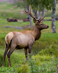 Naklejka na ściany i meble Elk Stock Photo and Image. Close-up profile view in the field with blur forest background in its environment and habitat surrounding.