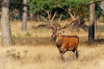 Red deer (Cervus elaphus) stag trying to impress the females at the beginning of the rutting season in the forest of National Park Hoge Veluwe in the Netherlands                     