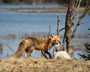 Red Fox Photo Stock. Fox Image. Close-up profile side view with blur water background  in the springtime  in its environment and habitat displaying bushy tail. Image. Picture. Portrait.