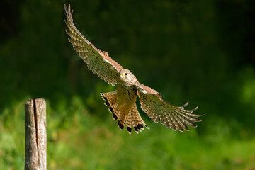 Common Kestrel (Falco innunculus) flying in the meadows in the Netherlands       