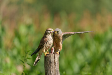 Common Kestrel (Falco innunculus) couple sitting on a pole in the meadows in the Netherlands           