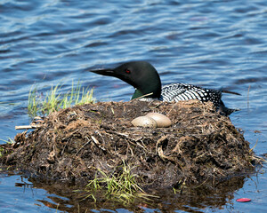 Loon Photo Stock. Loon Eggs. Loon Nest. Swimming by her nest with two brown eggs in the nest with marsh grasses, mud in its environment and habitat. Picture. Portrait.
