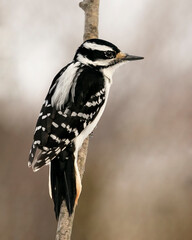 Woodpecker Stock Photos. Close-up profile view climbing tree branch and displaying feather plumage in its environment and habitat in the forest with a blur background. Image. Picture. Portrait.