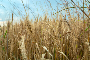 Closeup ears of grain and cloudy sky