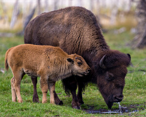 Bison Stock Foto und Bild. Bison-Erwachsener mit Baby-Bison-Trinkwasser auf dem Feld in ihrer Umgebung und ihrem Lebensraum. Büffelbild.