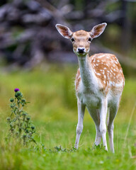 Deer Stock Photo.  Close-up profile view eating grass in the field with blur background in his environment and surrounding habitat and looking at camera.  Fallow Deer Image.