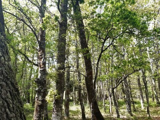 Árboles en un bosque gallego