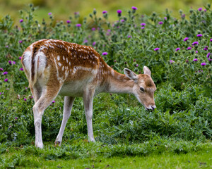 Deer Stock Photo.  Close-up profile side view eating grass in the field with foliage and wildflowers background in his environment and surrounding habitat. Fallow Deer Image.