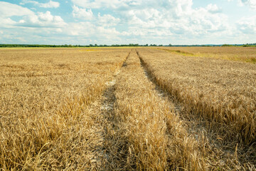 Technological path through the grain, summer view