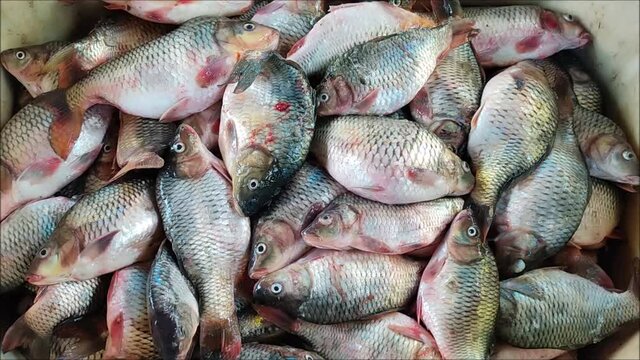 common carp fish cyprinus carpio harvesting from farming pond in india