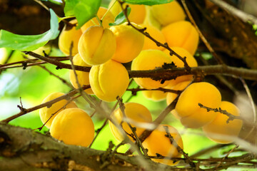 Apricots on a tree branch close-up. Fruit harvest. Selective focus