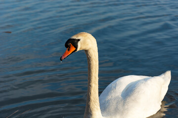 Fototapeta premium A white swan on a background of water