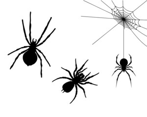 Spiders
