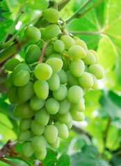 a large bunch of grapes on a vine