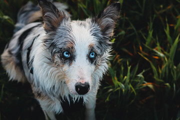 Border Collie en el parque