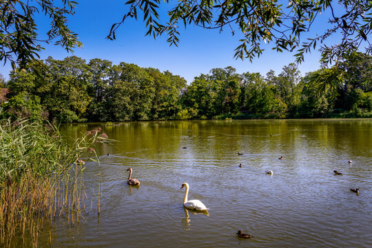 Swan, Cignet And Ducks On Highgate No.1 Pond In Hampstead Heath On A Summer Morning