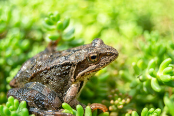 Brown frog in green plants, close-up portrait