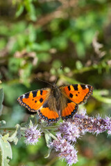 Obraz premium Nymphalidae / Aglais / Small Tortoiseshell / Aglais urticae