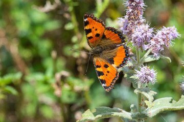Nymphalidae / Aglais / Small Tortoiseshell / Aglais urticae