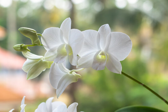 White orchid with green background