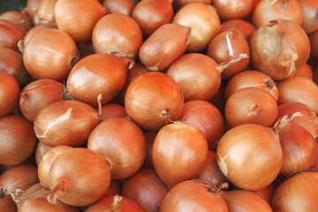 autumn harvest of fresh golden onions. background, food texture or wallpaper.