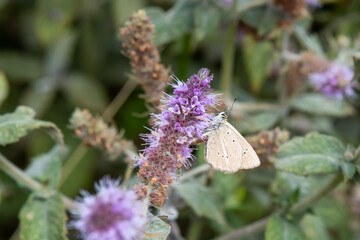Lycaenidae / Ripart`ın Anormal Çokgözlüsü / / Polyommatus ripartii