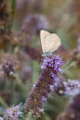 Lycaenidae / Ripart`ın Anormal Çokgözlüsü / / Polyommatus ripartii