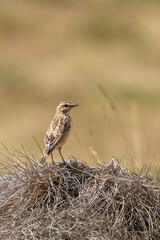  Çayır taşkuşu » Whinchat » Saxicola rubetra

