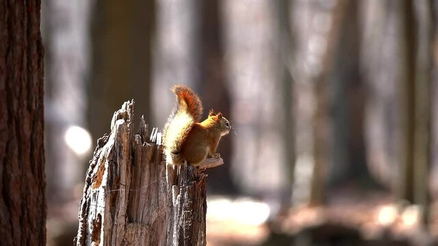 American red squirrel ((Tamiasciurus hudsonicus) known as the pine squirrel, North American red squirrel and chickaree.