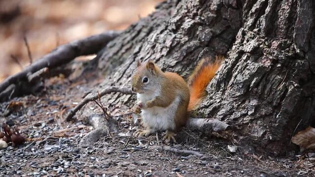 American red squirrel ((Tamiasciurus hudsonicus) known as the pine squirrel, North American red squirrel and chickaree.
