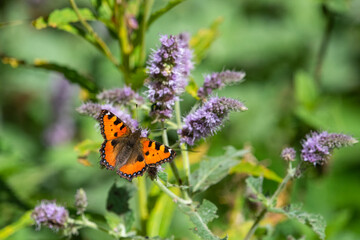 Nymphalidae / Aglais / Small Tortoiseshell / Aglais urticae