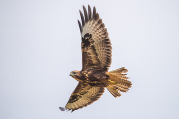 Şahin » Common Buzzard » Buteo buteo