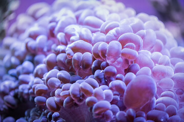 Pink polyps of reef coral.