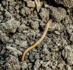 geophila centipede