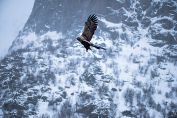 Golden eagle majestic predator raptor nature freedom flying sea winter snow