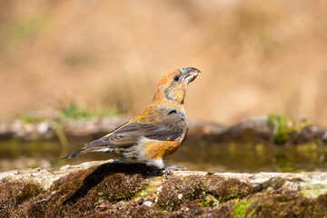Çaprazgaga » Red Crossbill » Loxia curvirostra