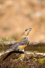Çaprazgaga » Red Crossbill » Loxia curvirostra
