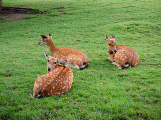cute bambi or sika deers sit on fresh green grass turn head around and looking friendly,...