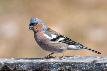 İspinoz » Common Chaffinch » Fringilla coelebs