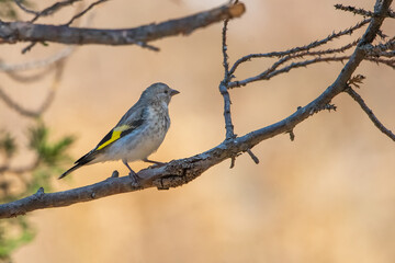 Saka » European Goldfinch » Carduelis carduelis
