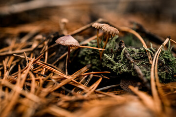 group of small toadstool mushrooms mushrooms in the forest growing among moss