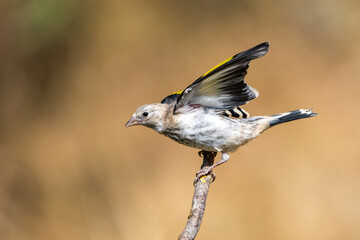 Saka » European Goldfinch » Carduelis carduelis