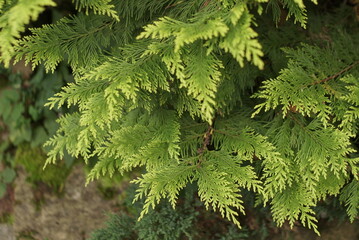 green young branches of thuja tree 