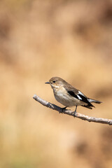 Halkalı sinekkapan » Collared Flycatcher » Ficedula albicollis
