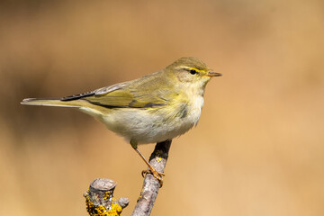 Söğütbülbülü » Willow Warbler » Phylloscopus trochilus