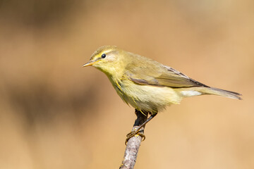 Söğütbülbülü » Willow Warbler » Phylloscopus trochilus