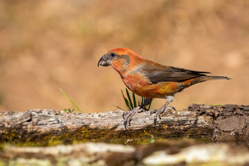 Çaprazgaga » Red Crossbill » Loxia curvirostra