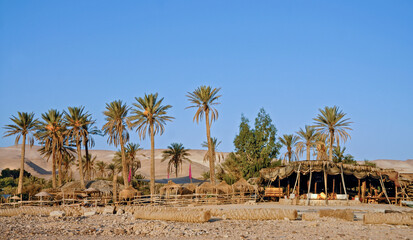 At sunrise in a Bedouin camp in a Negev Desert Oasis. Israel, Aug 2008 - obrazy, fototapety, plakaty