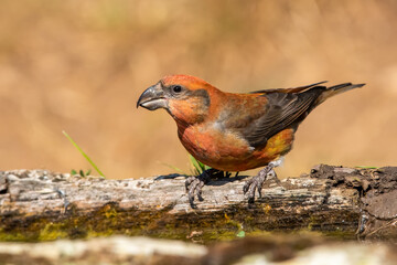 Çaprazgaga » Red Crossbill » Loxia curvirostra