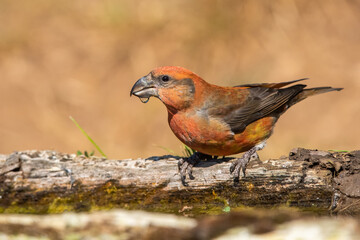 Çaprazgaga » Red Crossbill » Loxia curvirostra